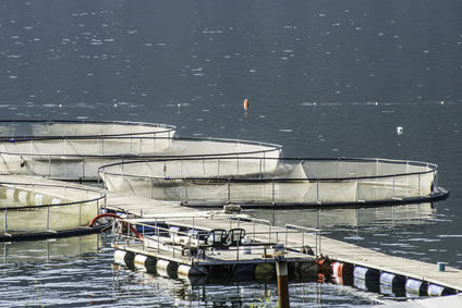 Formation aquaculture pisciculture